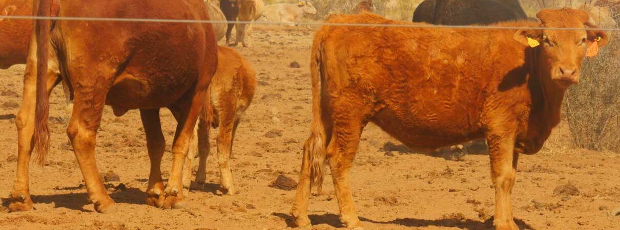  Rubén and Gabriela Borundas began using sustainable grazing practices at their Coyamito Ranch in 2012. Photo by Aditi Desai