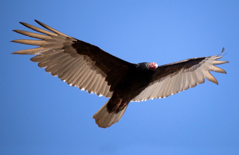 Turkey Vulture by Gary Sang, Shutterstock