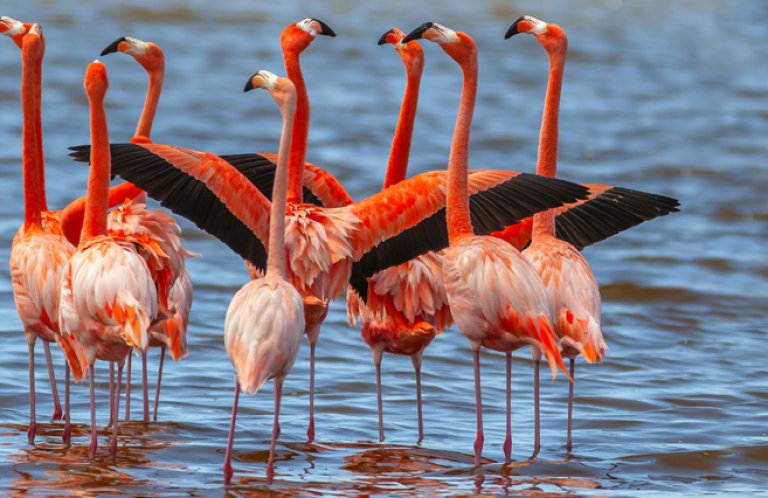 American Flamingos by John A. Anderson, Shutterstock