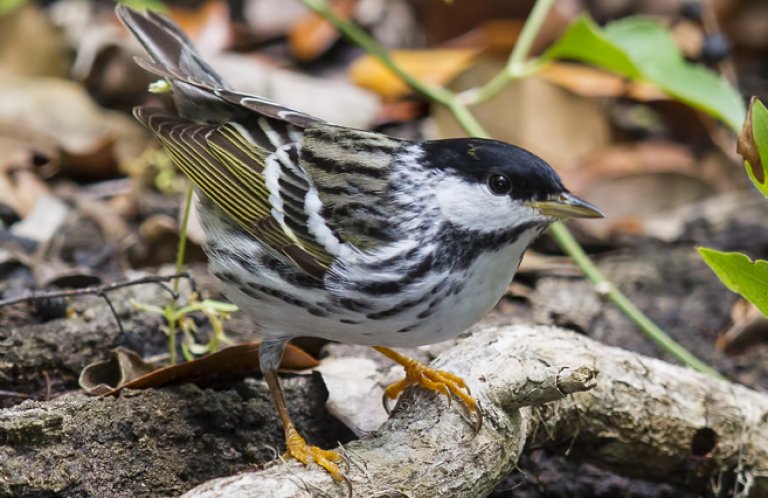 BOTW featured image_Blackpoll Warbler by Larry Master, masterimages.org