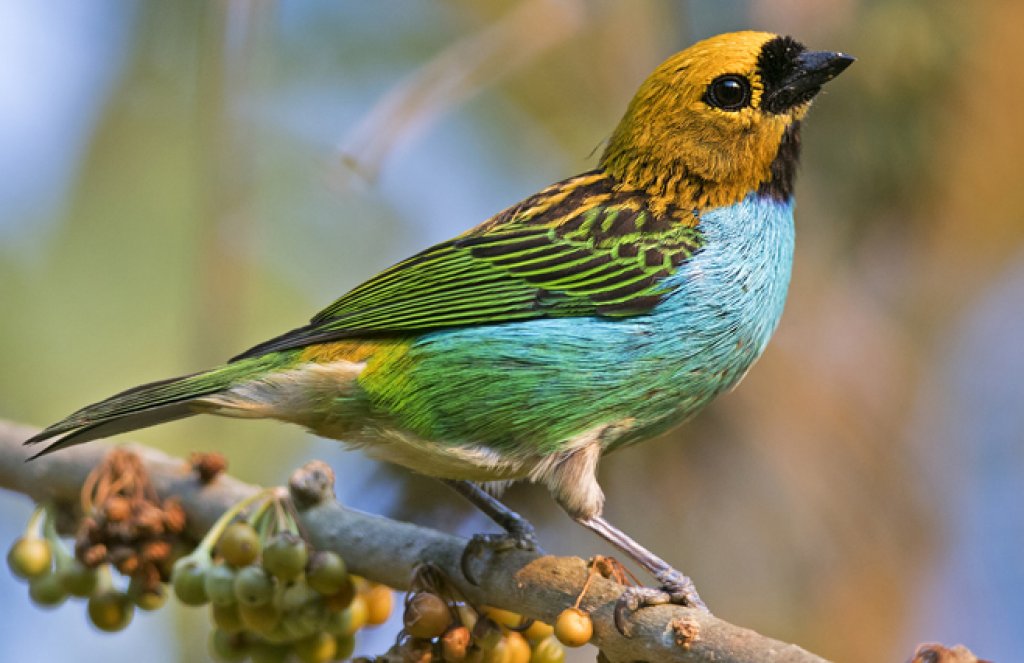 Gilt-edged Tanager by Ciro Albano