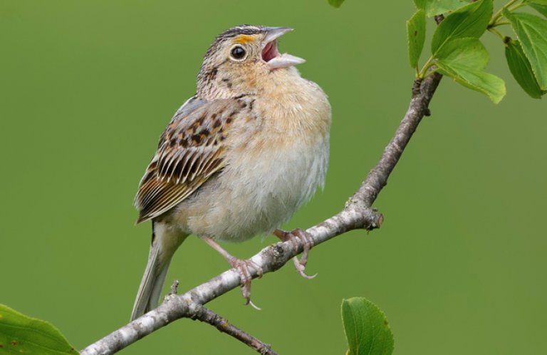 Grasshopper Sparrow by FotoRequest, Shutterstock