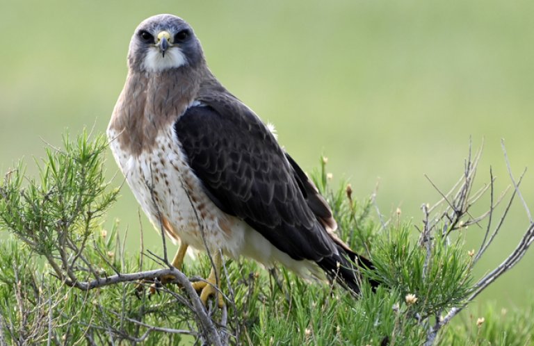 Swainson's Hawk by Brendan Beers, Macaulay Library at the Cornell Lab of Ornithology