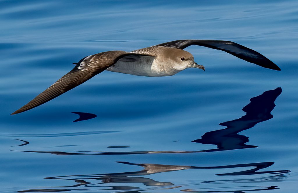 Wedge-tailed Shearwater by Herbert Fechter, Macaulay Library at the Cornell Lab of Ornithology