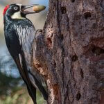 Acorn Woodpecker, Karl Krueger