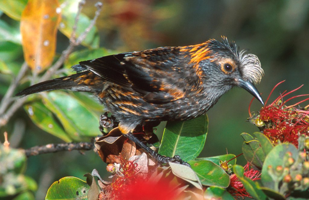 'Ākohekohe. Photo by Jack Jeffrey.