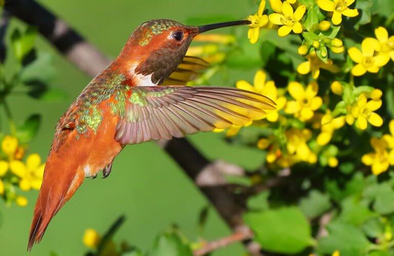 Allen's Hummingbird. Photo by Greg Homel, Natural Elements Productions.