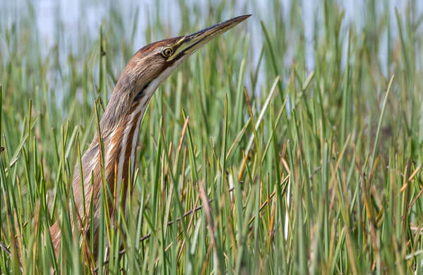 BOTW Homepage Thumbnail American Bittern