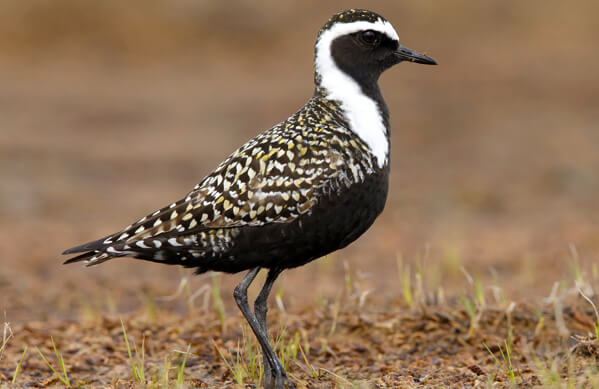 American Golden-Plover, Agami Photo Agency, Shutterstock