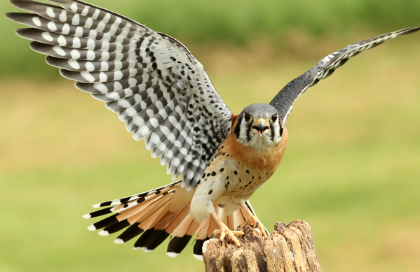 American Kestrel, Cynthia Kidwell, Shutterstock