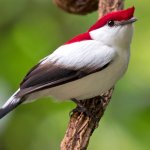 Araripe Manakin. Photo by Ciro Albano.