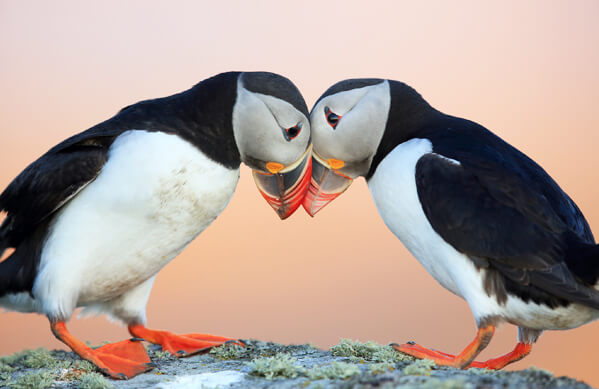 Atlantic Puffin