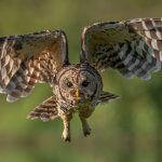 Barred Owl