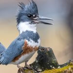 Belted Kingfisher, Collins93, Shutterstock