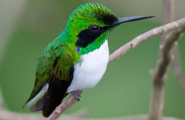 Black-eared Fairy, João Quental, Flickr