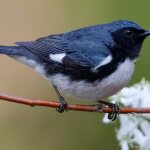 Black-throated Blue Warbler. Photo by Brian Lasenby.