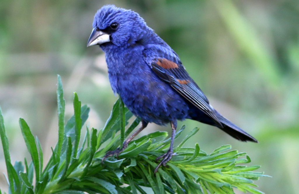 Blue Grosbeak. Photo by Mike Parr.