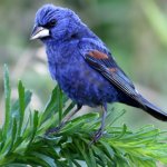 Blue Grosbeak. Photo by Mike Parr.