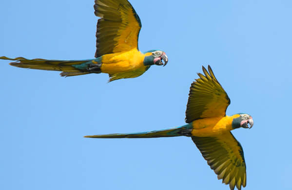 Blue-throated Macaw, Gerrit Vyn