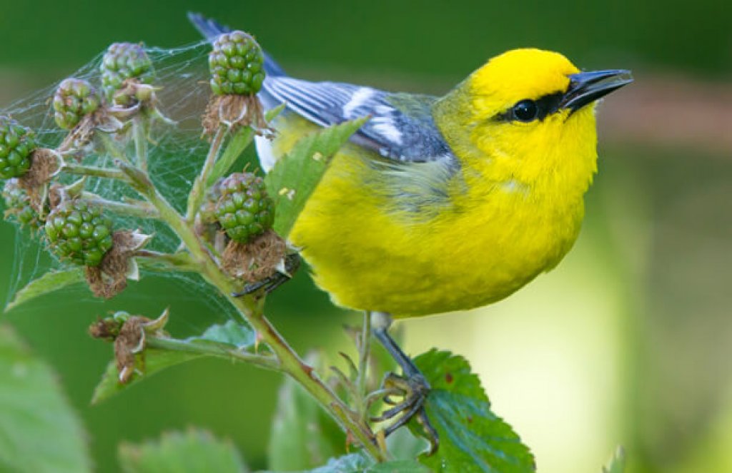 Blue-winged Warbler by Frode Jacobsen, Shutterstock