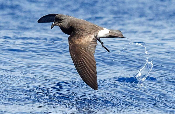 Band-rumped Storm-Petrel, Olli Tenovuo