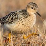 Buff-breasted Sandpiper. Photo by Agami Photo Agency, Shutterstock