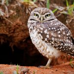 Burrowing Owl. Photo by Mauricio S. Ferreira, Shutterstock