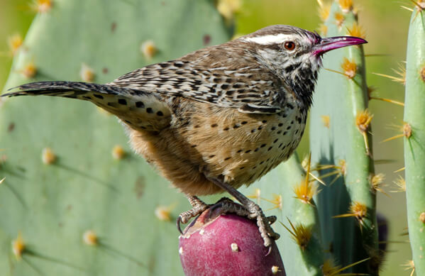 Cactus-Wren, Sean R. Stubben, Shutterstock