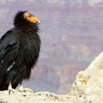 California Condor. Photo by kojhirano, Shutterstock.