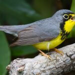 Canada Warbler by Frode Jacobsen