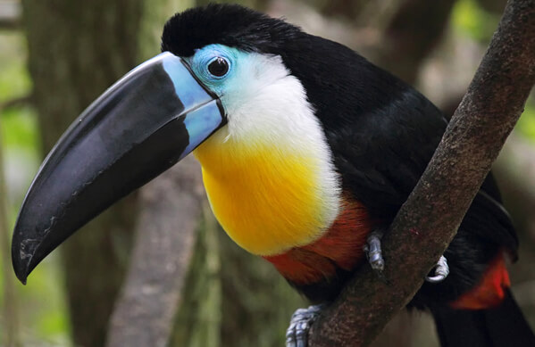 Channel-billed Toucan, Jessica CK Wong, Shutterstock