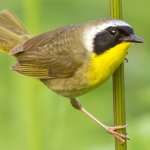 Common Yellowthroat by Mircea Costina, Shutterstock