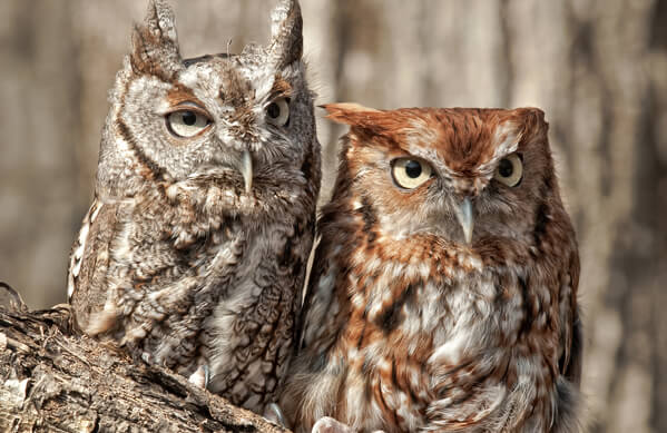 Eastern Screech-Owls, Lori Labrecque, Shutterstock