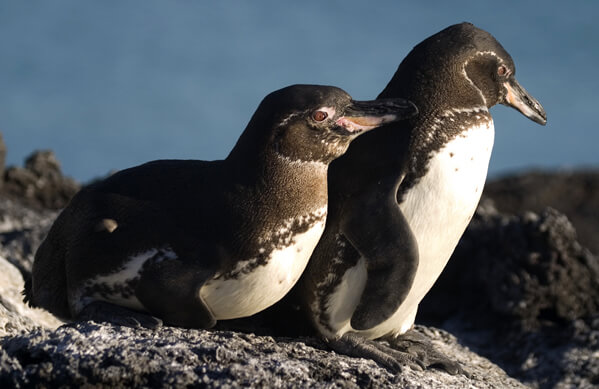 Galapagos Penguin