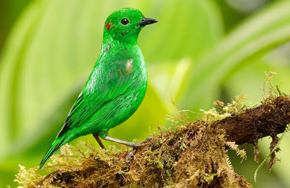 Glistening-green Tanager by Brian Lasenby/Shutters...