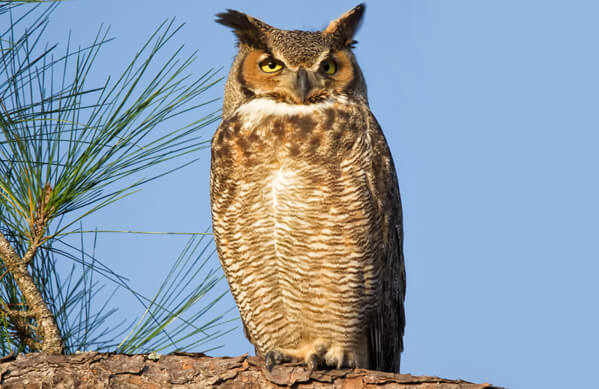 Great Horned Owl_Phaeton Place, Shutterstock