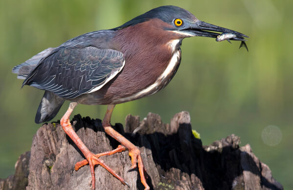 Green Heron, ttp1001, Shutterstock