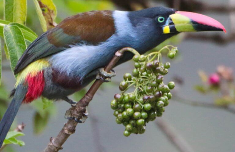 Grey-breasted Mountain-Toucan, Larry Thompson