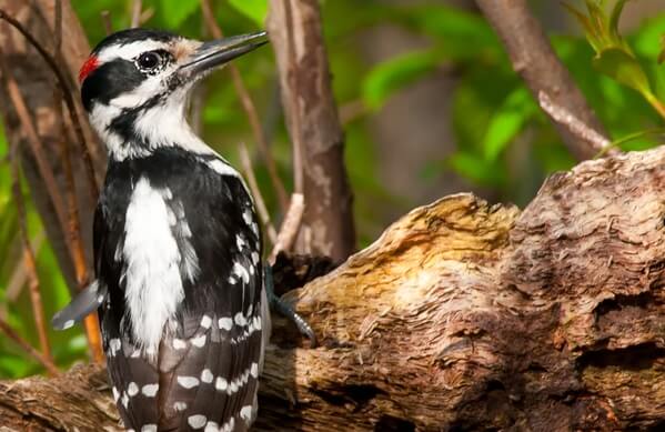 BOTW Landing Page Thumbnail_Hairy Woodpecker_Paul Reeves Photography_SS