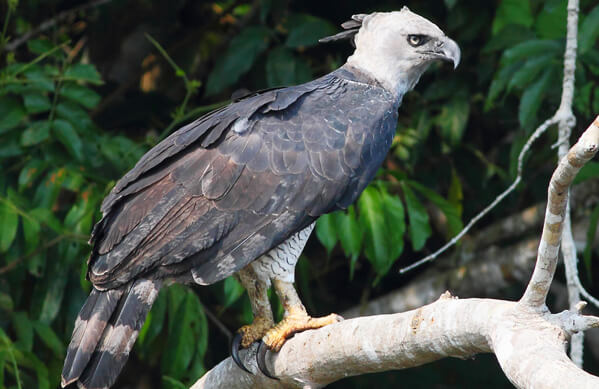 Harpy Eagle, Greg Homel, Natural Elements Productions