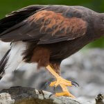 Harris's Hawk, Scenic Shutterbug, Shutterstock