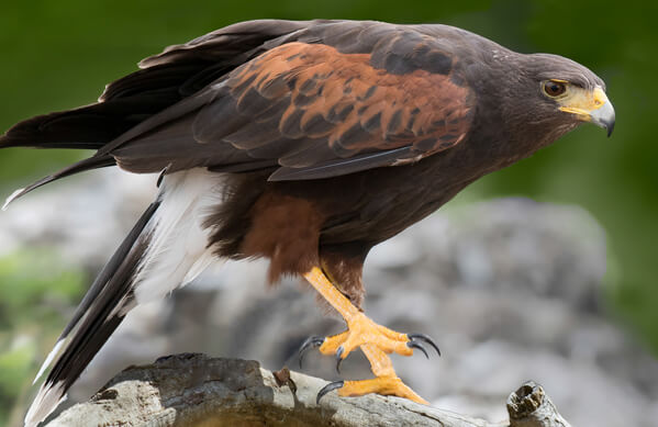 Harris's Hawk, Scenic Shutterbug, Shutterstock