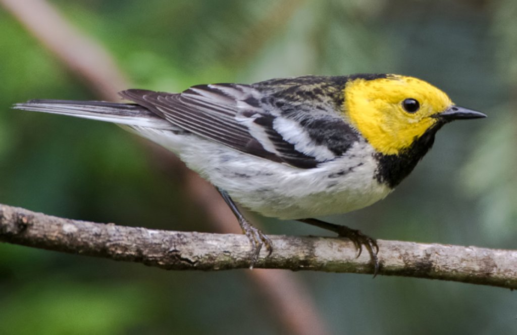 Hermit Warbler by punkbirdr, Shutterstock