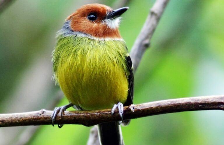 Johnson's Tody-Flycatcher, Jean Paul Perret