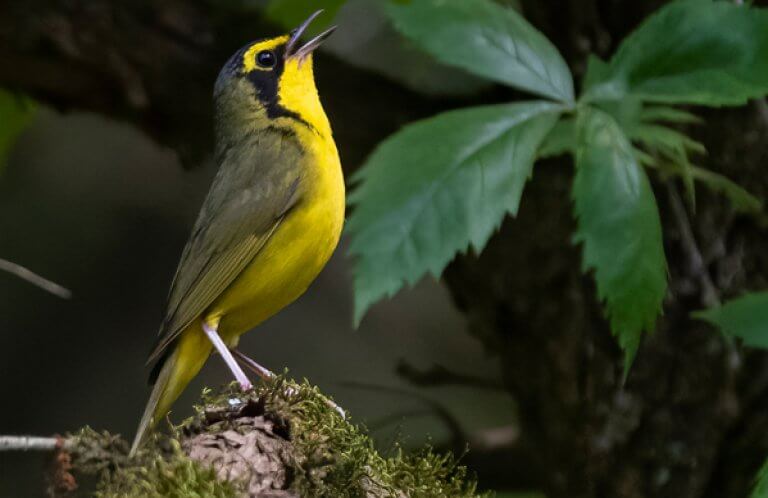 Kentucky Warbler by Bryan Calk, Macaulay Library at the Cornell Lab of Ornithology