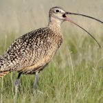 Long-billed-Curlew, Tim Zurowski, Shutterstock