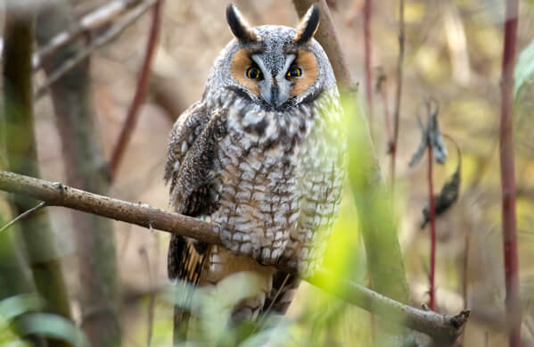 Long-eared Owl