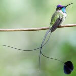 Marvelous Spatuletail