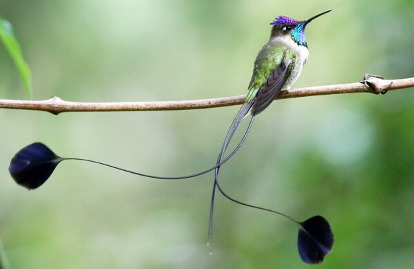 Marvelous Spatuletail