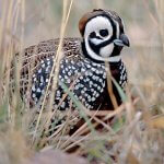 Montezuma Quail. Photo by Peter LaTourrette.